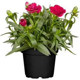 Dianthus caryophyllus