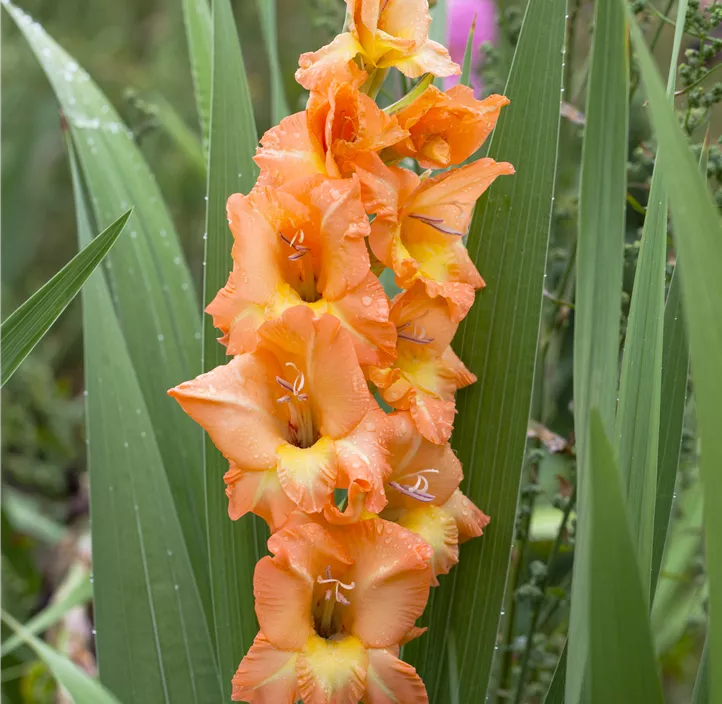 Gladiole