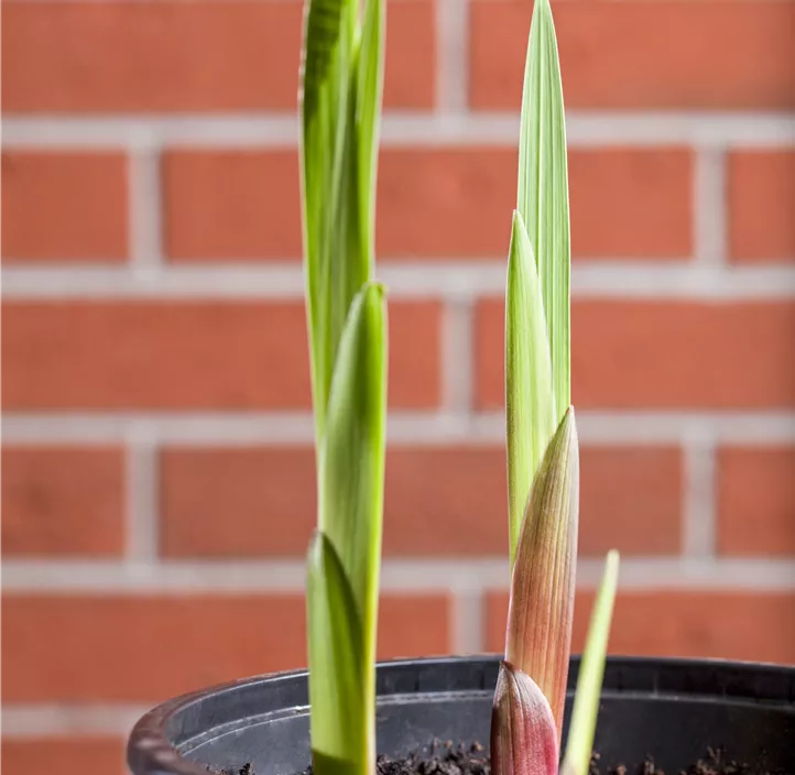 Gladiole