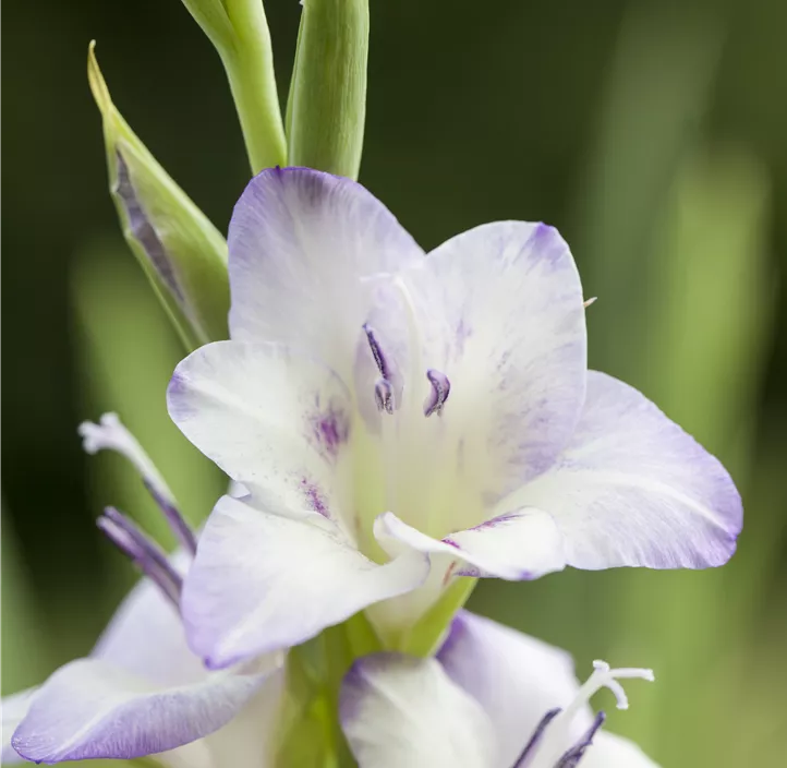 Gladiole