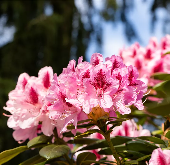 Rhododendron-Hybride 'Cosmopolitan'