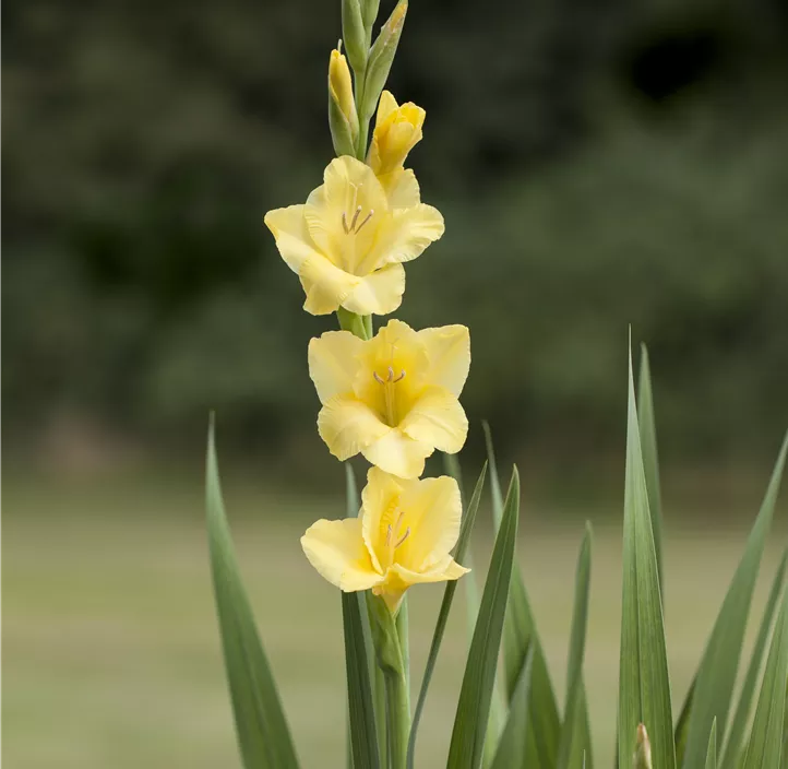 Gladiole