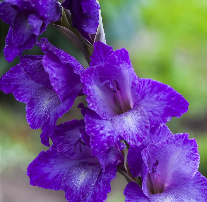 Gladiole