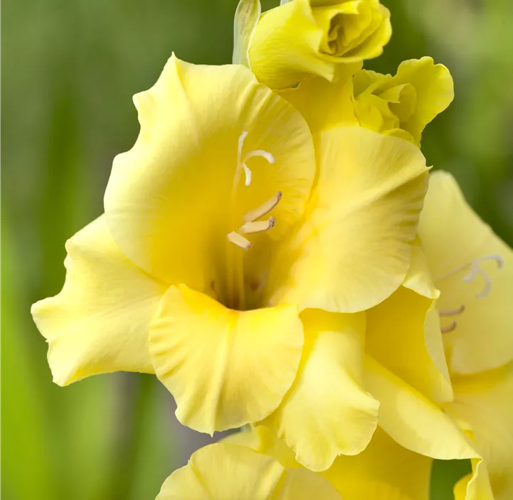 Gladiole