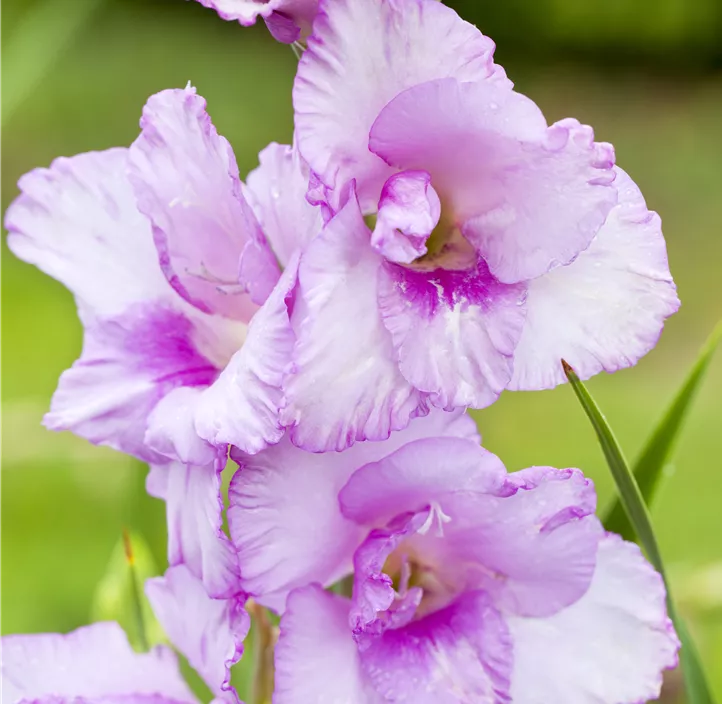 Gladiole