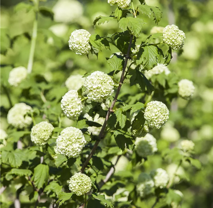 Gewöhnlicher Schneeball 'Roseum'