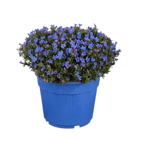 Lithodora diffusa