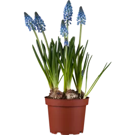 Muscari tubergenianum Lindsay ®