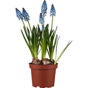 Muscari tubergenianum Lindsay ®