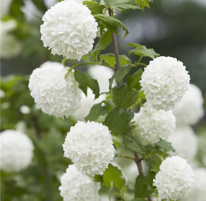 Gewöhnlicher Schneeball 'Roseum'