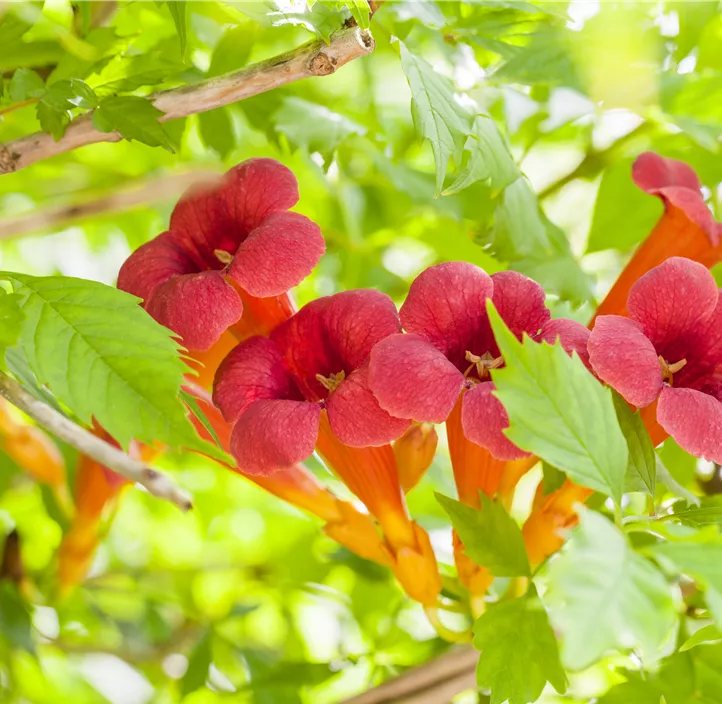 Rote Kletter-Trompetenblume