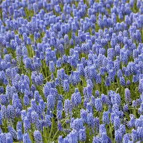 Muscari armeniacum Magic Mischung