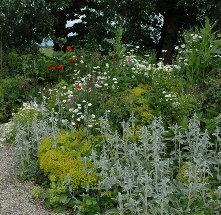 Stauden Schattenfreund