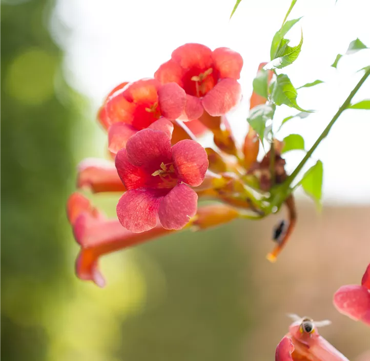 Rote Kletter-Trompetenblume