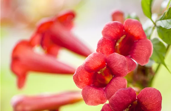 Campsis radicans 'Flamenco'