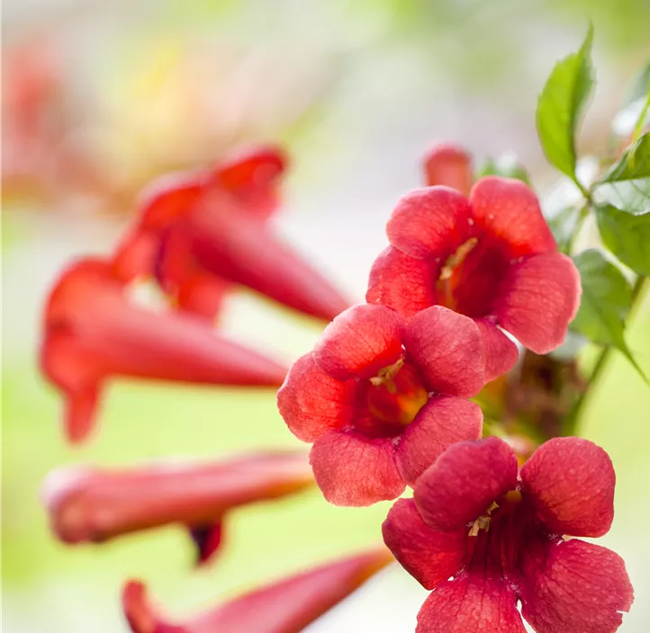 Rote Kletter-Trompetenblume