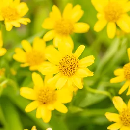 Arnica montana Heilkräuter