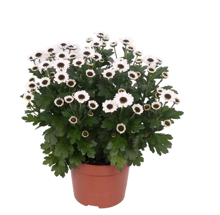 Chrysantheme 'Yin Yang'