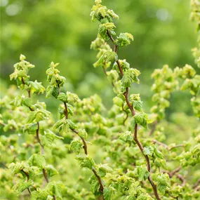 Corylus avellana Scooter