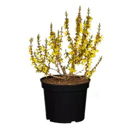 Forsythia Mikador