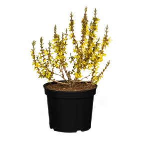 Forsythia Mikador