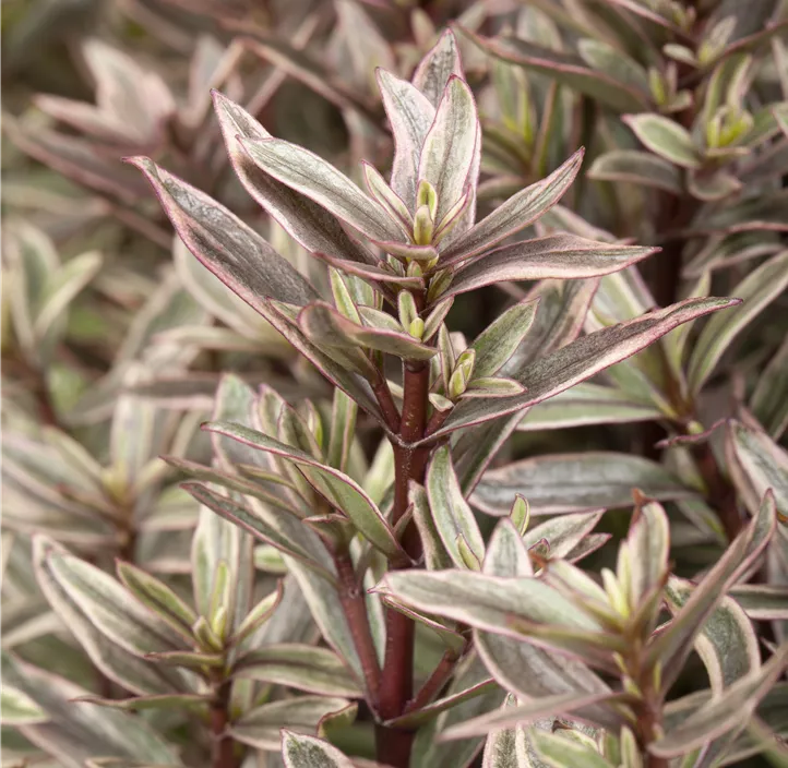 Strauchveronika 'Magic COlor'