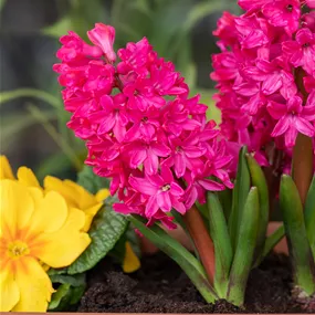 Hyacinthus orientalis rot