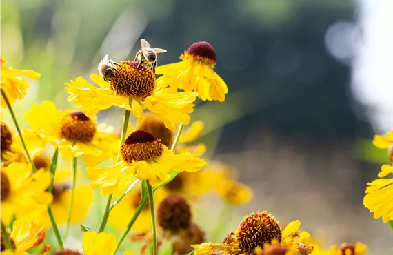 Helenium, gelb