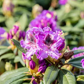 Rhododendron Hybride'Blaue Jungs' II