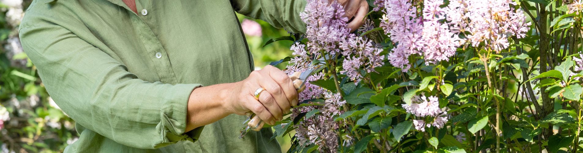 Gartenarbeit - Flieder schneiden Gartenarbeit - Flieder schneiden