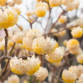 Edgeworthia chrysantha Honey Sunshine