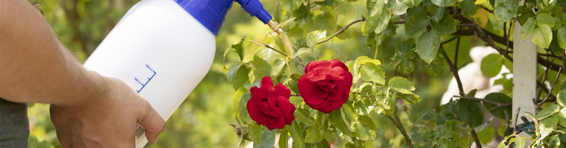 Pflanzenschutzmittel auf Rosen sprühen Pflanzenschutzmittel auf Rosen sprühen