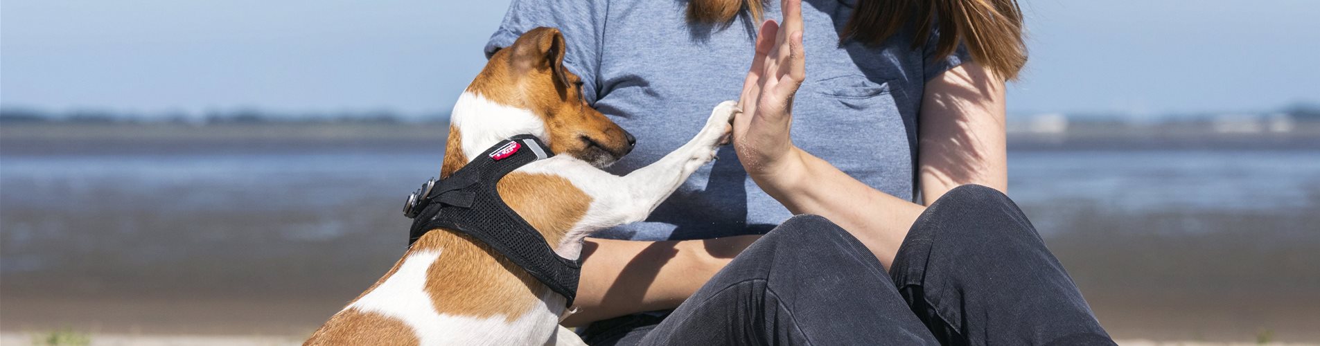 Hund gibt High Five Hund gibt High Five