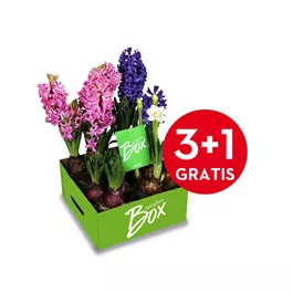 Hyacinthus orientalis blau