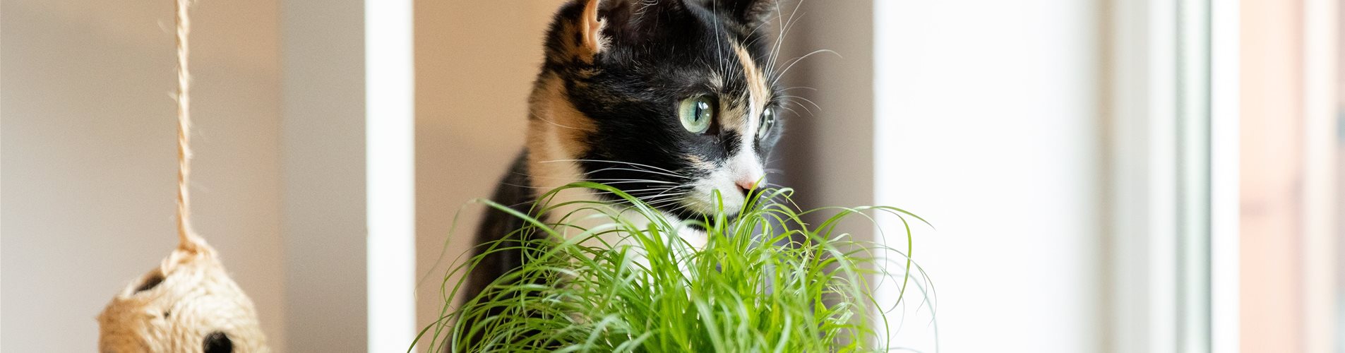 Katzengras Katzengras