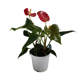 Anthurium andreanum Livium