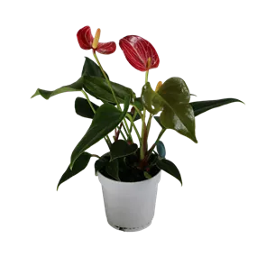 Anthurium andreanum Livium