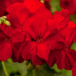 Pelargonium interspezific Champion ™