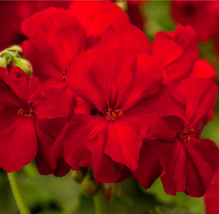 Pelargonie 'Champion'®