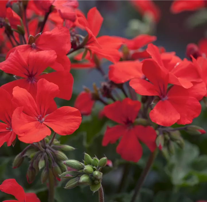 Zonal-Pelargonie 'Caliente®'