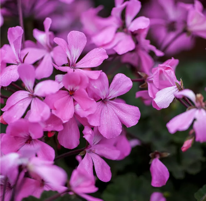 Zonal-Pelargonie 'Caliente®'