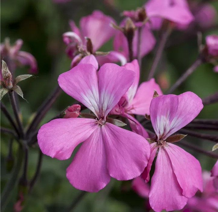 Zonal-Pelargonie 'Caliente®'