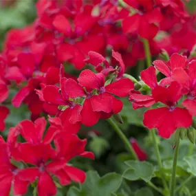 Pelargonium peltatum Caliente