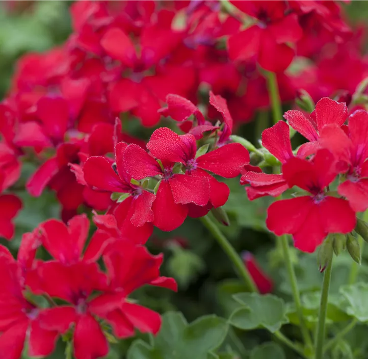 Zonal-Pelargonie 'Caliente®'