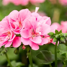 Pelargonium peltatum Moonflair Light Pink