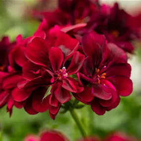 Pelargonium peltatum Villetta