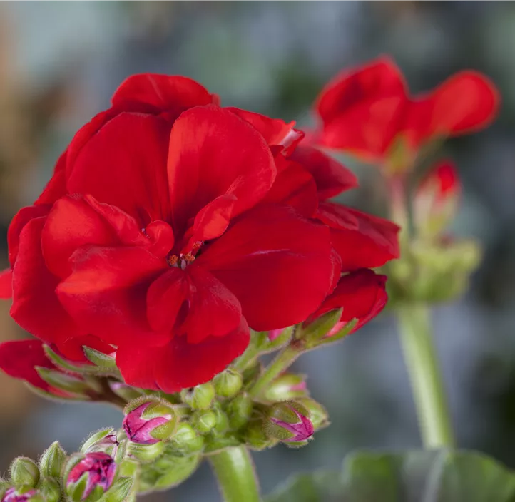 Zonal-Pelargonie 'Bernd'