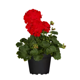 Pelargonium zonale Bernd