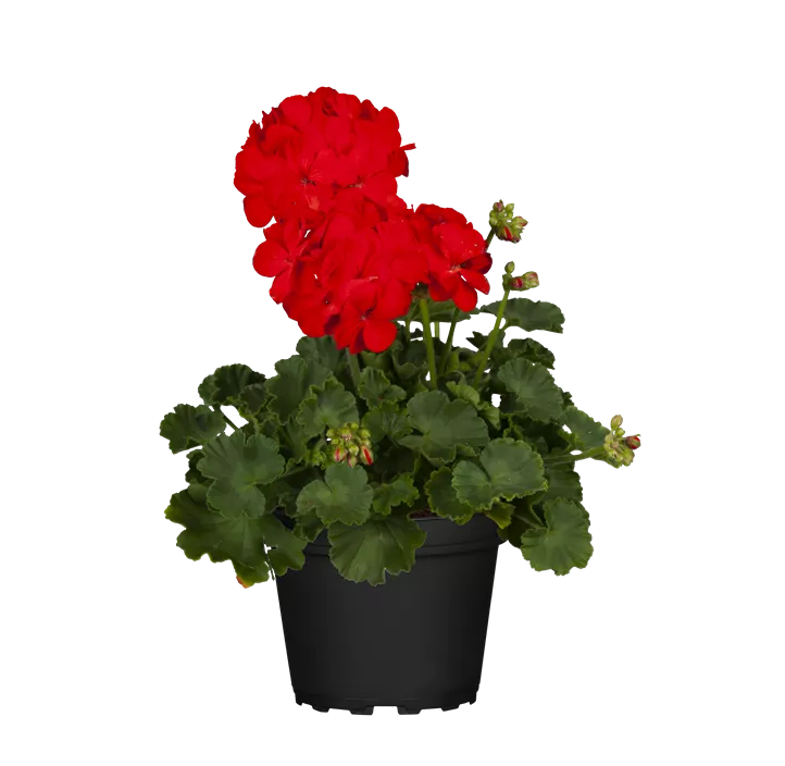 Zonal-Pelargonie 'Bernd'