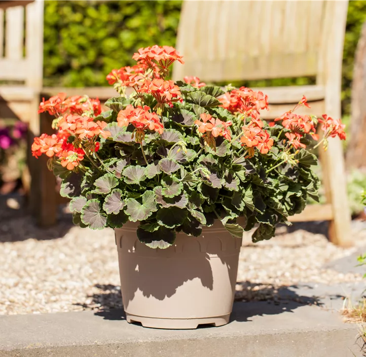 Zonal-Pelargonie 'Brocade'